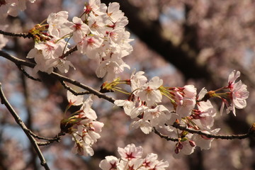 When the spring comes, we start to look forward to the Cherry blossom viewing （picnic party） in Japan.