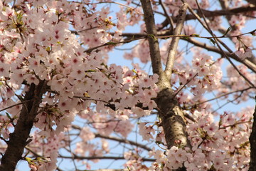When the spring comes, we start to look forward to the Cherry blossom viewing （picnic party） in Japan.