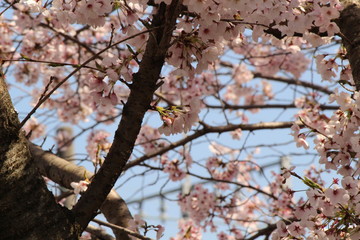 When the spring comes, we start to look forward to the Cherry blossom viewing （picnic party） in Japan.