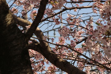 When the spring comes, we start to look forward to the Cherry blossom viewing （picnic party） in Japan.