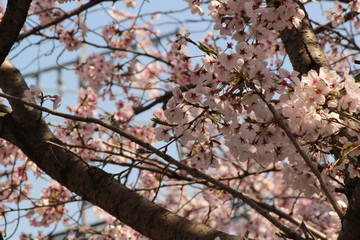 When the spring comes, we start to look forward to the Cherry blossom viewing （picnic party） in Japan.
