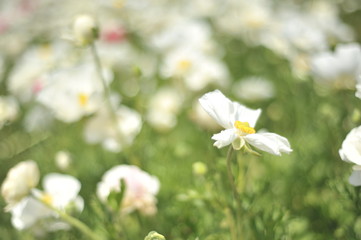 white flovers