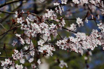 View of flowering prunus spinosa tree in the spring garden
