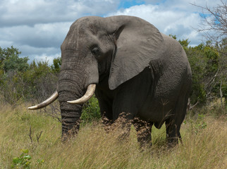 Obraz na płótnie Canvas Savanna Elephant