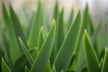 green leaves of flowers. wallpaper