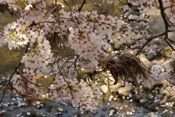 When the spring comes, we start to look forward to the Cherry blossom viewing （picnic party） in Japan.