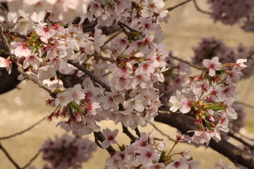 When the spring comes, we start to look forward to the Cherry blossom viewing （picnic party） in Japan.