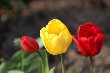 Des tulipes au Pays-Bas