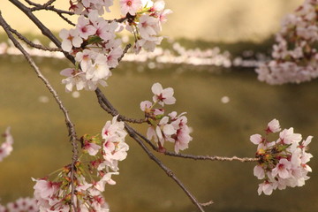 When the spring comes, we start to look forward to the Cherry blossom viewing （picnic party） in Japan.