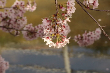 When the spring comes, we start to look forward to the Cherry blossom viewing （picnic party） in Japan.