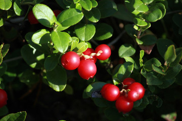 big or red ripe berries of a cowberry, beauty