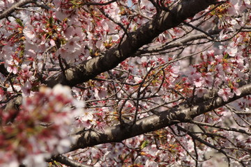 When the spring comes, we start to look forward to the Cherry blossom viewing （picnic party） in Japan.