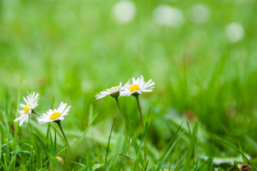 Gänseblümchen auf der Wiese