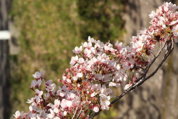 Cherry blossoms come out between late March and April in Japan.