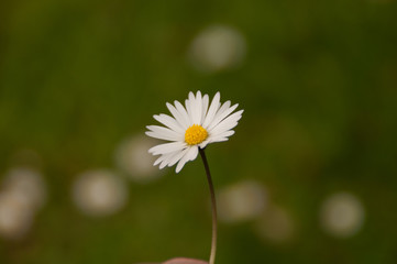 Gänseblümchen auf der Wiese