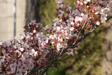 Cherry blossoms come out between late March and April in Japan.