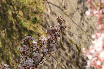 Cherry blossoms come out between late March and April in Japan.