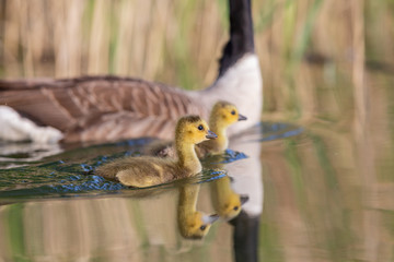 Goose5