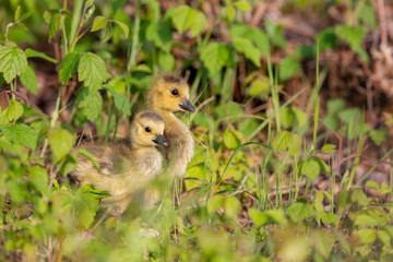 Goose4