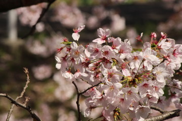 Cherry blossoms come out between late March and April in Japan.