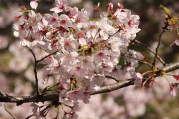Cherry blossoms come out between late March and April in Japan.