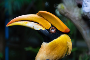 Great horn bill buceros bicomis enggang lume