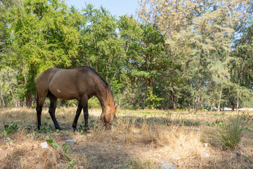 Fototapeta na wymiar brown horse eating grass