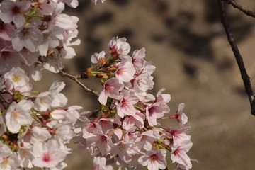 Fototapeta na wymiar Cherry blossoms come out between late March and April in Japan.