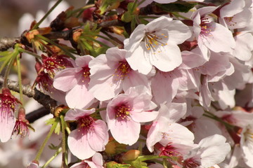 Cherry blossoms come out between late March and April in Japan.