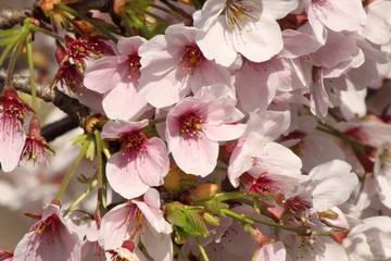 Cherry blossoms come out between late March and April in Japan.
