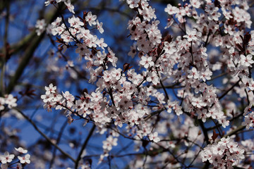 View of flowering prunus spinosa tree in the spring garden