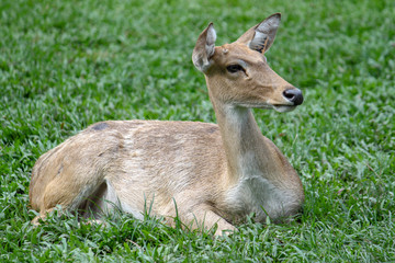 Naklejka na ściany i meble female deer in garden at thailand