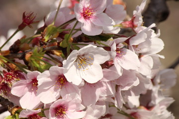 Cherry blossoms come out between late March and April in Japan.