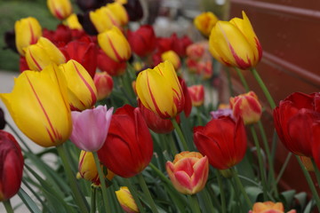Variegated tulips in a trough