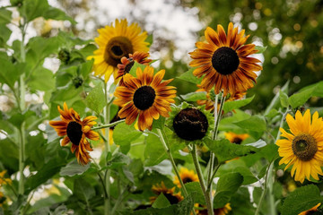 Sunflowers in the summer green garden.
