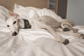 Levriero Spagnolo Galgo a Letto che Dorme