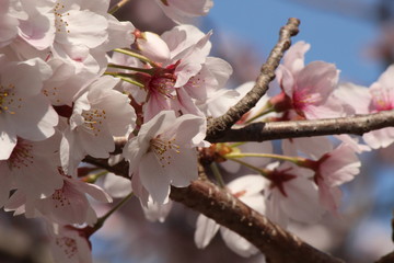 Cherry blossoms come out between late March and April in Japan.