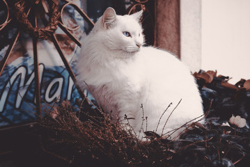 Gatta Bianca Occhi Azzurri