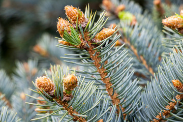 Naklejka na ściany i meble Close-up of Blue Spruce April branches with young cones in Krum, Southern Bulgaria