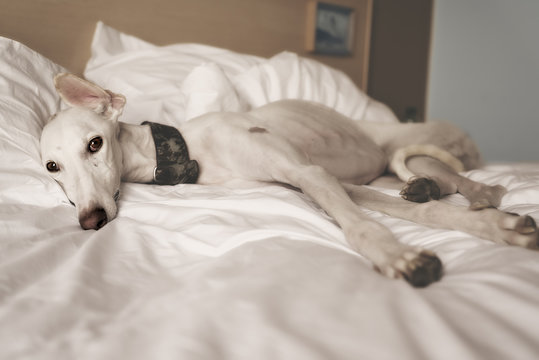 Levriero Spagnolo Galgo a Letto che Dorme