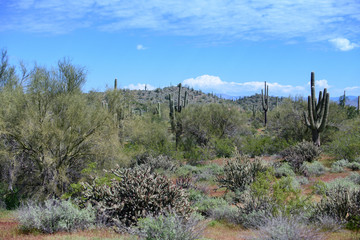 Arizona desert on a bright Spring day