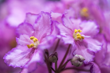High-quality flower of violet / Makro