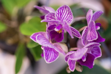 Fototapeta premium High-quality flower of a tropical orchid of a falenosis