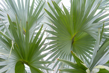 Obraz na płótnie Canvas close up pattern of Blue Latan Palm leave