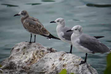 Fototapeta na wymiar Seagulls
