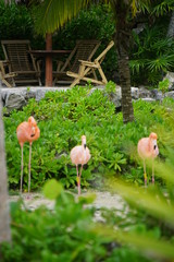 Flamingos in captivity