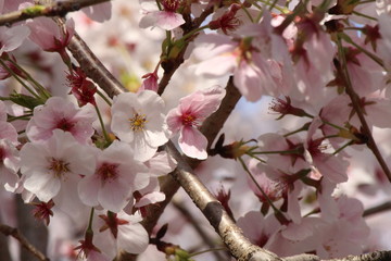 Cherry blossoms come out between late March and April in Japan.