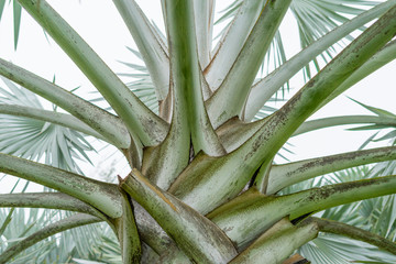 close up pattern of Blue Latan Palm leave