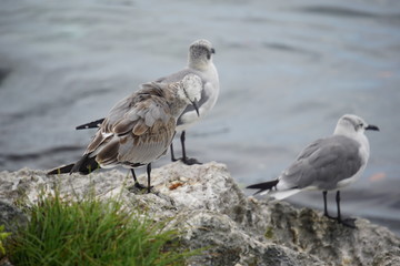 Seagulls