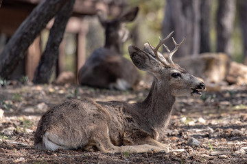 Naklejka na ściany i meble male mule deer with antlers